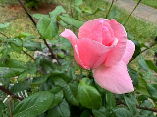 Pink damask rose flower in nature garden. Rosa damascena, Damascus rose or sometimes known as...