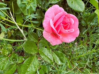 Pink damask rose flower in nature garden. Rosa damascena, Damascus rose or sometimes known as...