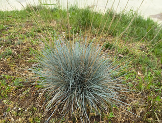 Festuca glauca blue oat grass garden decoration. Blue Fescue spiky leaves. Powder blue grass...