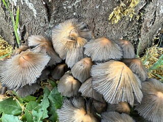 A close-up of a group of small brown mushrooms, called wrinkled ringlets (Coprinopsis atramentaria), standing in a meadow in spring.