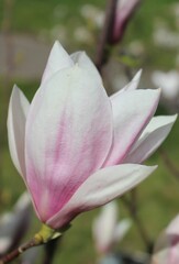 pink magnolia flower