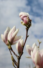 magnolia tree blossom