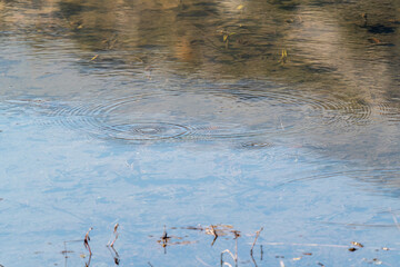 Round droplets of water over circles on the lake water. Water drop, whirl and splash. Ripples on...