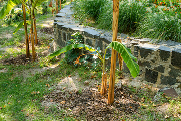 Fototapeta premium Young banana plant growing in soil with wood mulch, next to stone retaining wall. 