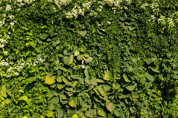 A dense green wall of various climbing plants with broad and small leaves, covered in patches of white flowers.

