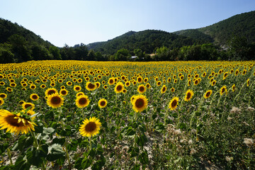Common sunflower on a field during summer