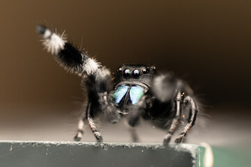 Phidippus regius, araignée sauteuse colorée capturée en gros plan