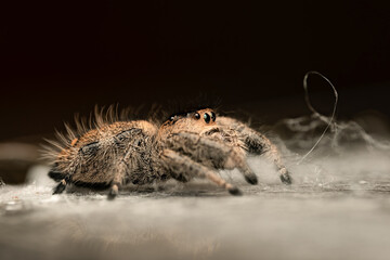 Phidippus regius, araignée sauteuse colorée capturée en gros plan