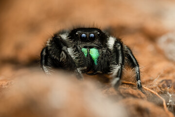 Phidippus regius, araignée sauteuse colorée capturée en gros plan
