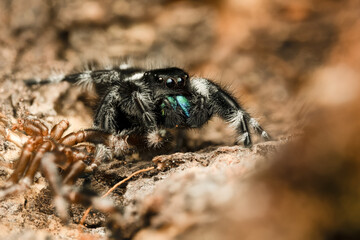 Phidippus regius, araignée sauteuse colorée capturée en gros plan