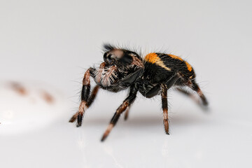 Phidippus regius Everglades L3, araignée sauteuse colorée capturée en gros plan