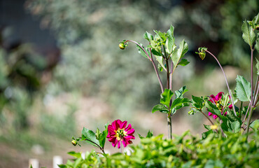 A flower with a pink center and green leaves with a dizzy background