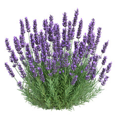 Lavender Bush with Purple Flowers Isolated on Transparent Background