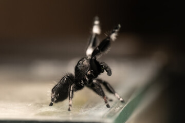 Phidippus regius mâle en pleine parade amoureuse, montrant son comportement de séduction.