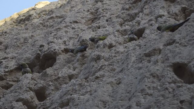 Loros barranqueros Cyanoliseus patagonus en los acantilados Mar del Plata