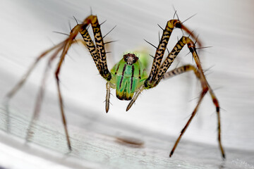 Bébé Peucetia lucasi, petite araignée sauteuse capturée en gros plan