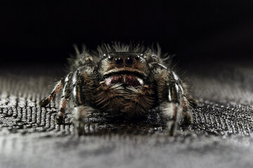 Phidippus regius, araignée sauteuse colorée capturée en gros plan
