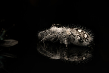 Phidippus regius White des Bahamas, araignée sauteuse colorée capturée en gros plan.