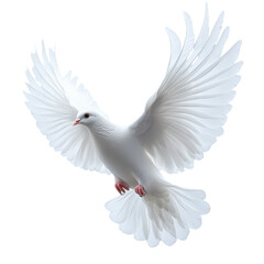 Obraz premium white dove flying isolated on transparent background,PNG