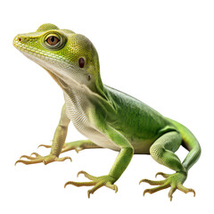 Obraz premium green iguana isolated on transparent background,PNG