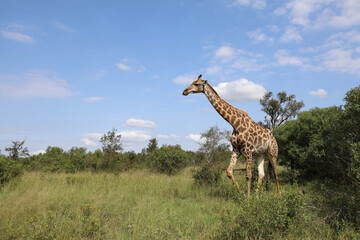 Giraffe / Giraffe / Giraffa camelopardalis