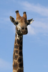 Giraffe / Giraffe / Giraffa camelopardalis