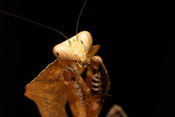 Deroplatys desiccata, mante feuille morte, faisant sa toilette sur fond noir, mettant en valeur son camouflage et ses détails fascinants.