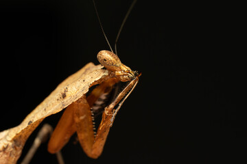 Deroplatys desiccata, mante feuille morte, faisant sa toilette sur fond noir, mettant en valeur son camouflage et ses détails fascinants.