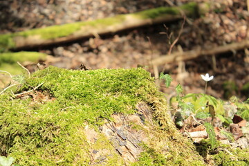 moss on the ground