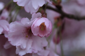 Obraz premium magnolia tree blossom