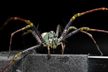Peucetia lucasi, araignée sauteuse colorée, montrant ses yeux brillants et son comportement agile, capturée en détail dans un cadre contrôlé, mettant en valeur sa beauté et sa vivacité.