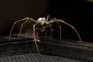 Peucetia lucasi, araignée sauteuse colorée, capturant et mangeant une mouche, illustrant son comportement de prédateur agile dans un cadre contrôlé, avec une attention particulière aux détails.