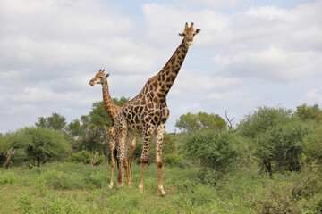 Giraffe / Giraffe / Giraffa camelopardalis