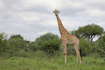 Giraffe / Giraffe / Giraffa camelopardalis