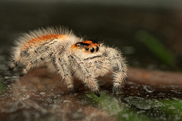 Phidippus regius, une magnifique araignée sauteuse de Floride, capturée dans son habitat naturel, montrant ses couleurs vibrantes et son comportement typique de prédateur agile.