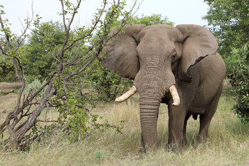 Fototapeta premium Afrikanischer Elefant / African elephant / Loxodonta africana