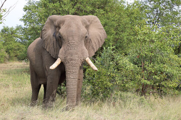 Obraz premium Afrikanischer Elefant / African elephant / Loxodonta africana