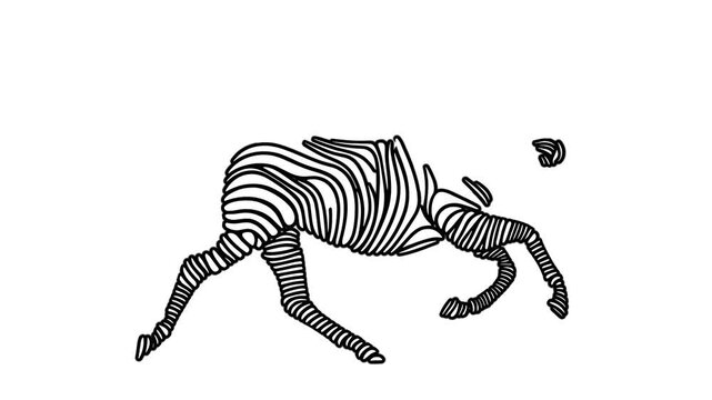 running zebra line art drawing animation