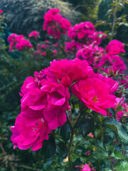 pink flowers in the garden