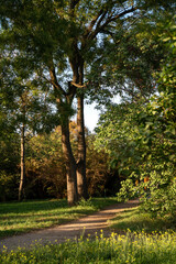Trail through lush green forest in Europe