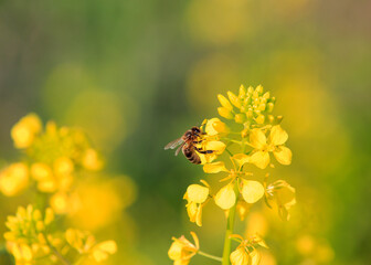 Tasting the nectar of rapeseed