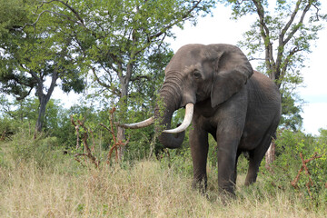Fototapeta premium Afrikanischer Elefant / African elephant / Loxodonta africana