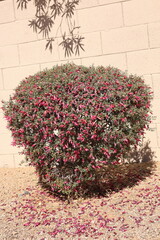 Xeriscaped grounds with striking red Eremophila maculata also known as Valentine shrub in late winter