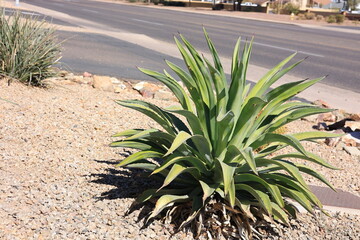 Fototapeta premium Blue Agave along with smooth boulders and small brown gravel in desert style xeriscaping 