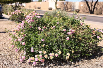 Obraz premium Gentle pink and yellow blossom thicket of common Lantana shrubs along residential streets in city of Phoenix, Arizona 