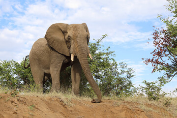 Afrikanischer Elefant / African elephant / Loxodonta africana..