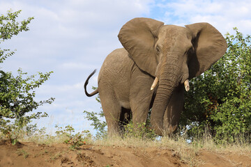 Afrikanischer Elefant / African elephant / Loxodonta africana..