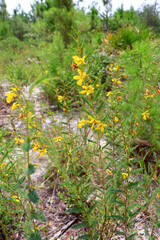 Yellow blossoms of Chamaecrista fasciculata, the partridge pea, growing in Florida, USA.