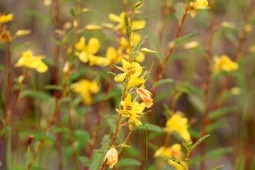 Closeup of Yellow wildflower, partridge pea, chamaescrista fasciculata, growing in Florida, USA landscape.