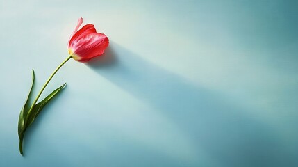   Blue background with a single red tulip and green stem in the center